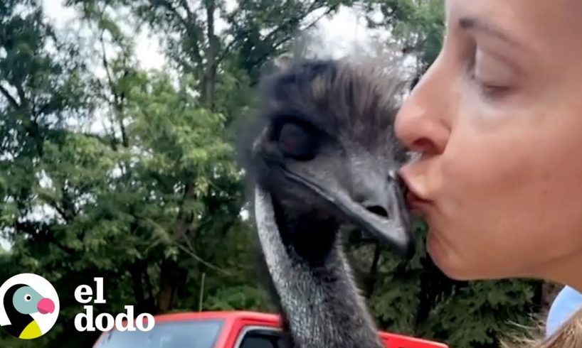 Emú es muy travieso, pero mamá lo ama de todos modos | El Dodo