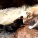 Epic dog rescues: Hero dog saves pal from being swept away; SPCA rescues stray dog - Compilation