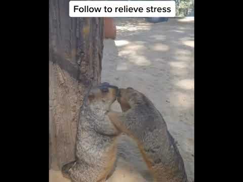 FOLLOW TO RELIEVE STRESS TWO CUTE ANIMAL FIGHTING #SHORTS #CUTEANIMALS