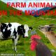FOR KIDS: farm animals in the mountains with natural sounds - NO MUSIC! video for children