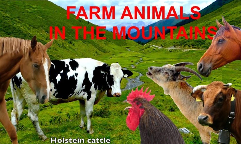 FOR KIDS: farm animals in the mountains with natural sounds - NO MUSIC! video for children