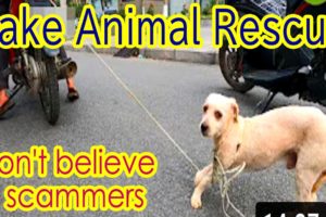 Fake Animal Rescue Scammer "Pets Rescue Center" make new fake channels again and again. Help me.
