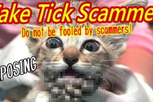 Fake Tick Video Channels by Scammers for Money are Multiplying all over the World! Don't be fooled.
