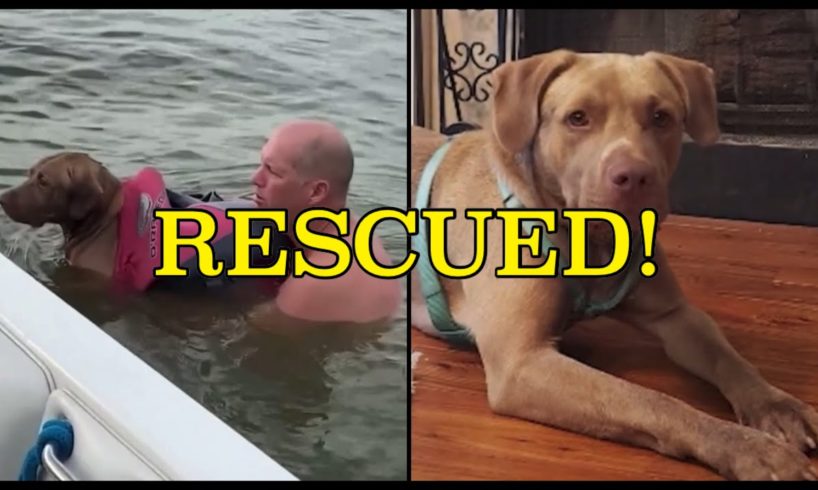 Family RESCUES Dog adrift in Lake Houston: DogNewsNetwork