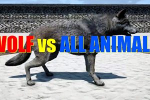 Far Cry 4 Animal Fight - Grey Wolf vs All Animals