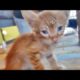 Feeding Helpless Kitten And Rescue / Animal Rescue Video 2021