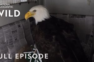 Fly Like an Eagle (Full Episode) | Alaska Animal Rescue