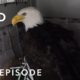 Fly Like an Eagle (Full Episode) | Alaska Animal Rescue