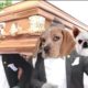 Funniest ANIMAL FIGHTS⚰ COFFIN DANCE MEME - Funny Cat and Dog with Dancing Funeral Coffin Meme 2021