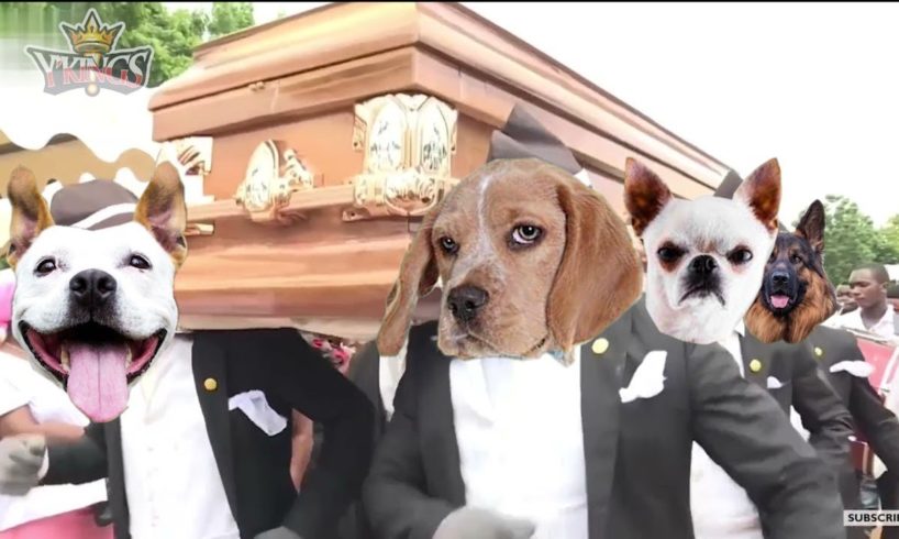 Funniest ANIMAL FIGHTS⚰ COFFIN DANCE MEME - Funny Cat and Dog with Dancing Funeral Coffin Meme 2021
