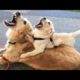 Funniest & Cutest Golden Retriever Puppies #1 - Funny Puppy Videos 2021