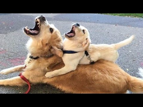 Funniest & Cutest Golden Retriever Puppies #1 - Funny Puppy Videos 2021