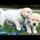 Funniest & Cutest Golden Retriever Puppies #27 - Funny Puppy Videos 2019