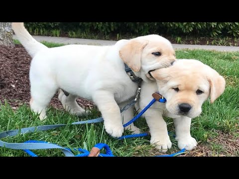 Funniest & Cutest Golden Retriever Puppies #27 - Funny Puppy Videos 2019