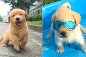 Funniest & Cutest Golden Retriever Puppies - 30 Minutes of Funny Puppy Videos 2021 #10