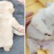 Funniest & Cutest Puppies ❤ Funny Puppy Videos 2021 #short