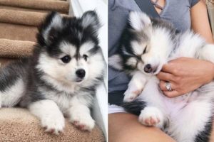 Funny And Cute Husky Puppies Compilation #11 Adorable Husky Puppy