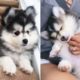 Funny And Cute Husky Puppies Compilation #11  Adorable Husky Puppy