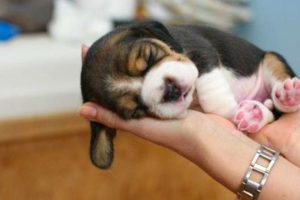 Funny And SOO Cute Beagle Puppies Compilation #03 - Cutest Beagle Puppy