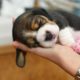 Funny And SOO Cute Beagle Puppies Compilation #03 - Cutest Beagle Puppy