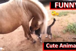 Funny Horses playing with Cute Animals [Lovely😚]