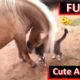 Funny Horses playing with Cute Animals [Lovely😚]