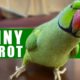 Funny Parrot Talking and Dancing | Funny Pet video | Cute Animals