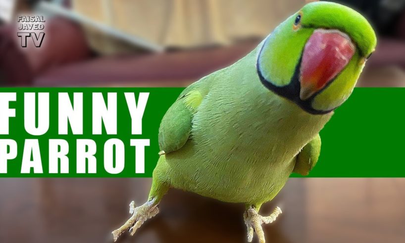 Funny Parrot Talking and Dancing | Funny Pet video | Cute Animals