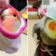 Funny Parrots Videos Compilation cute moment of the animals - Cutest Parrots #14 - Compilation 2020