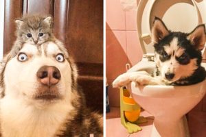 Funny and Cute Husky Puppies Compilation #11 - Cutest Husky
