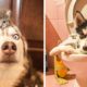 Funny and Cute Husky Puppies Compilation #11 - Cutest Husky