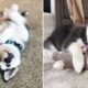 Funny and Cute Husky Puppies Compilation 2021 - Cutest Husky #2