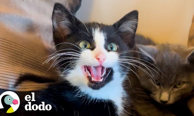 Gatita desconfiada se transforma en dos meses | El Dodo