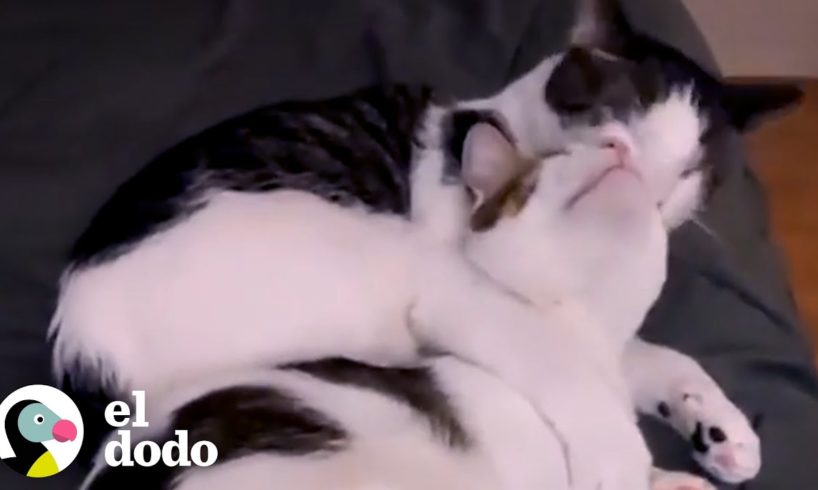 Gatito ciego no aceptaba a su hermana hasta que... se rindió | El Dodo