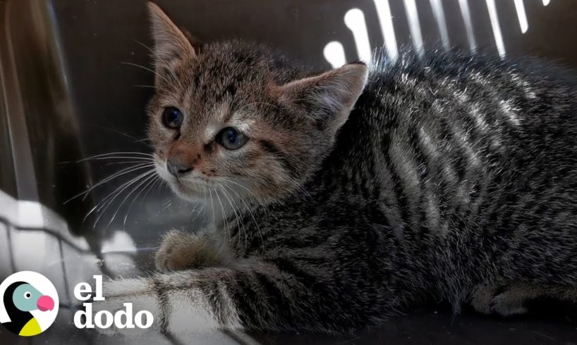 Gatito más lindo se atasca en el motor de un carro | El Dodo