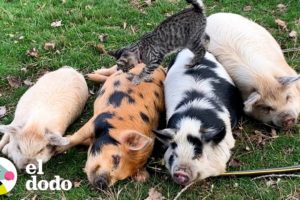 Gato ama darle masajes a sus amigos cerdos | El Dodo