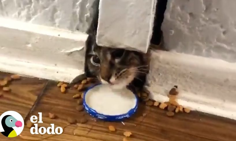 Gato callejero queda atrapado en una pared por más de una semana | El Dodo