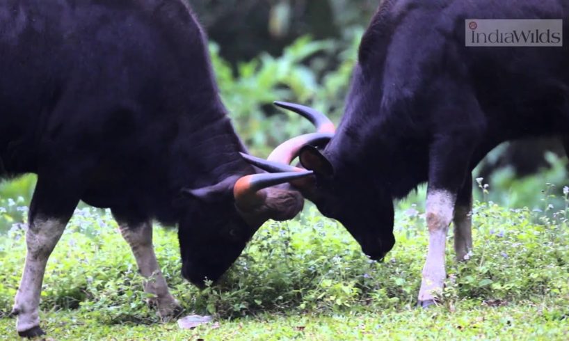 Gaur Fights
