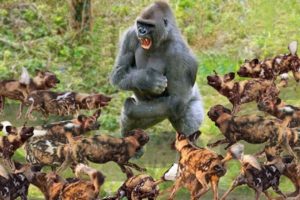 Gorilla vs Wild Dog - Most Amazing Animal Attack