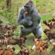 Gorilla vs Wild Dog - Most Amazing Animal Attack