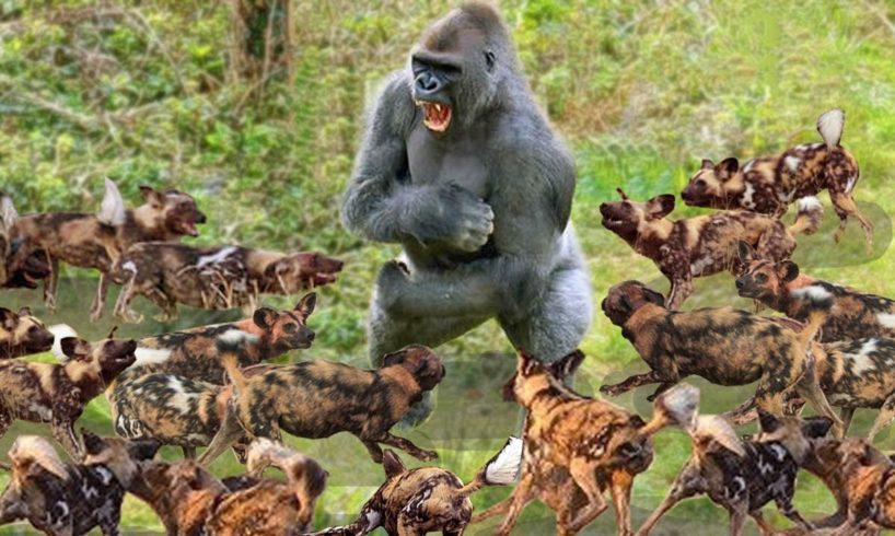 Gorilla vs Wild Dog - Most Amazing Animal Attack