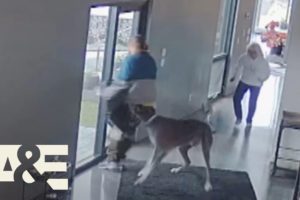 Great Dane Fights Off Intruder During Home Robbery | An Animal Saved My Life | A&E