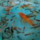 Guppy Guppies Electric Blue Ram Cichlid Goldfish Koi Carp Fish animals Videos P3