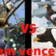 Harpia vs águia marinha de steller! animal fight!#3