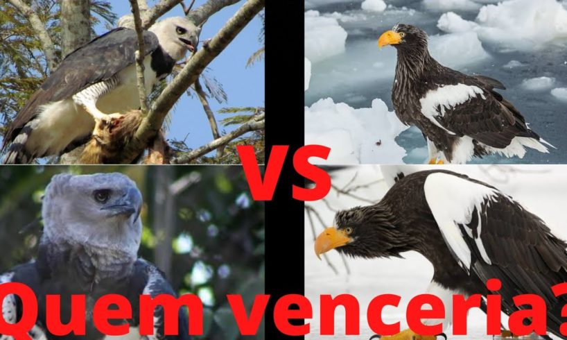 Harpia vs águia marinha de steller! animal fight!#3