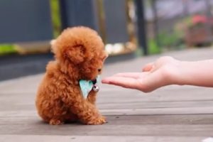 Here have cutest puppies in the world ? Cutest Dogs video