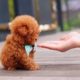 Here have cutest puppies in the world ? Cutest Dogs video
