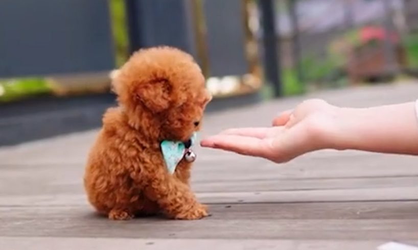 Here have cutest puppies in the world ? Cutest Dogs video