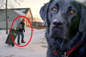 Heroic Dog Rescues 87 Year Old During Deadly Polar Vortex