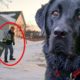 Heroic Dog Rescues 87 Year Old During Deadly Polar Vortex